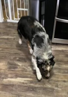 An adult medium-sized female Tricolor (Brown, Black, & White) Australian Shepherd dog named Oatmeal for adoption in Longwood, FL