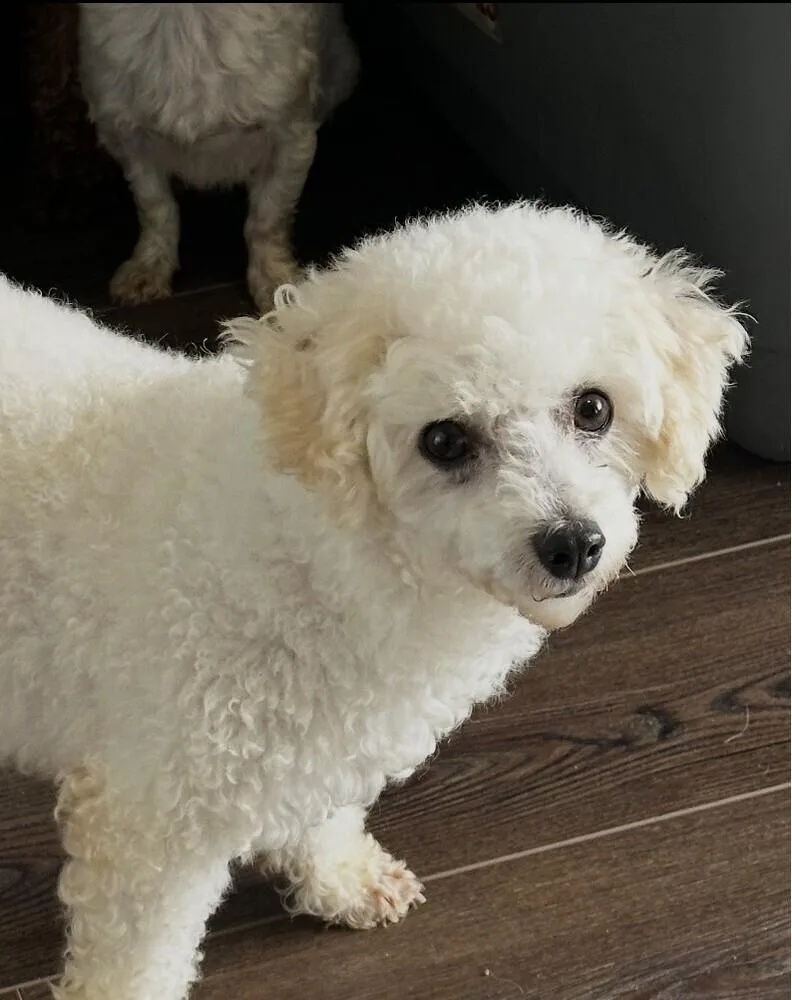 An adult small-sized female White / Cream Bichon Frise dog named Angela for adoption in Washington, DC