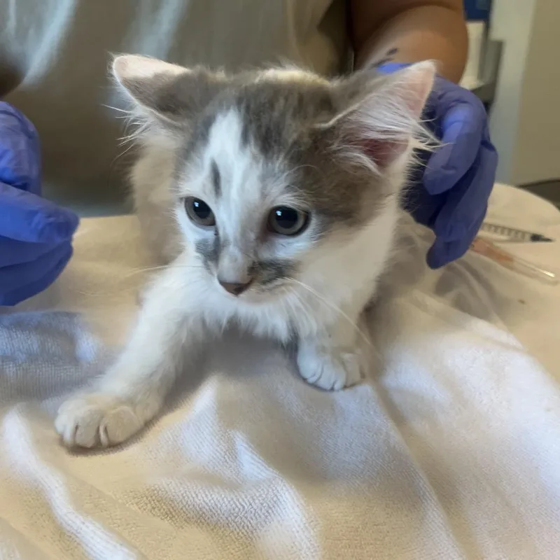 A baby small-sized male White Domestic Short Hair cat named Legolas for adoption in Hinsdale, IL