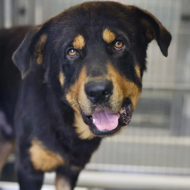 A young large-sized male Rottweiler dog named Castle for adoption in San Antonio, TX