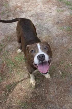 An adult medium-sized female Terrier dog named B Puddle for adoption in North Charleston, SC