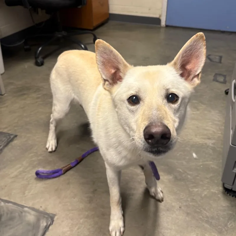 A senior medium-sized male White / Cream Mixed Breed dog named Yeti for adoption in DeKalb, IL