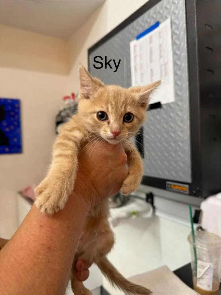 A baby small-sized female Domestic Short Hair cat named Sky for adoption in Saint George, UT