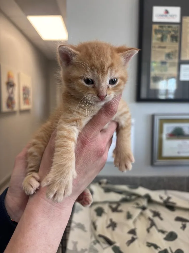 A baby small-sized male Domestic Short Hair cat named Mccoy for adoption in Angola, IN