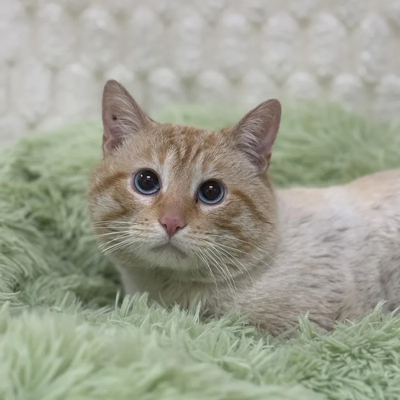 Creamsicle thumbnail 2