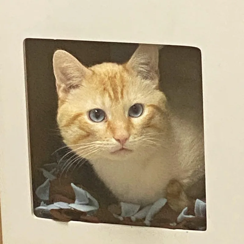 Creamsicle thumbnail 3