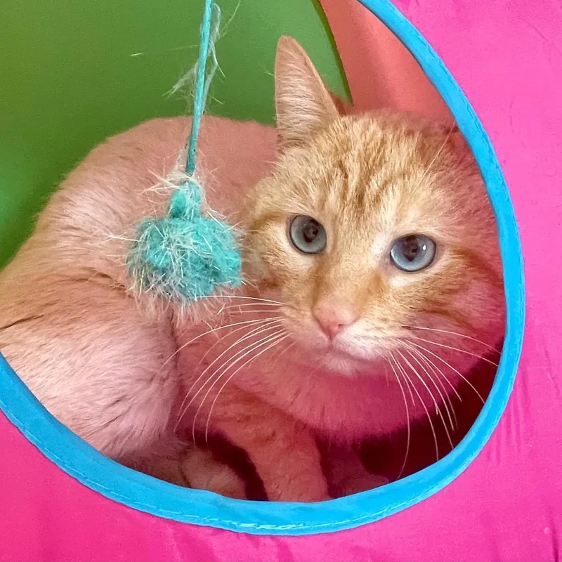 Creamsicle thumbnail 4