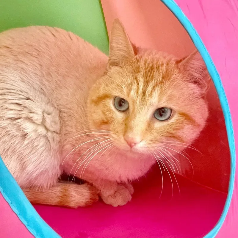 Creamsicle thumbnail 5