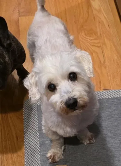 A senior medium-sized male Maltese dog named Simba for adoption in East Brookfield, MA