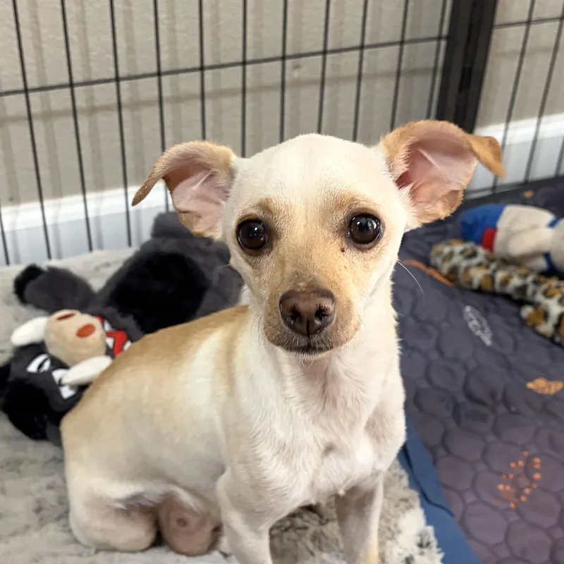 A young small-sized female Apricot / Beige Chihuahua dog named Luna for adoption in Phoenix, AZ