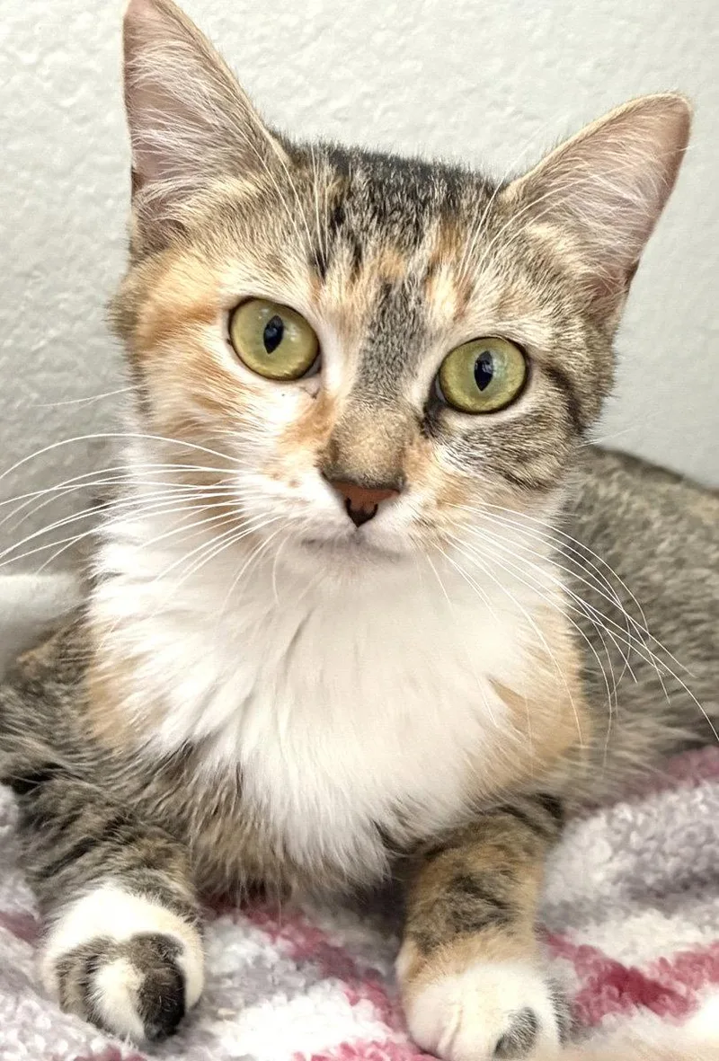 An adult medium-sized female Domestic Short Hair cat named Alexa for adoption in Ventura, CA