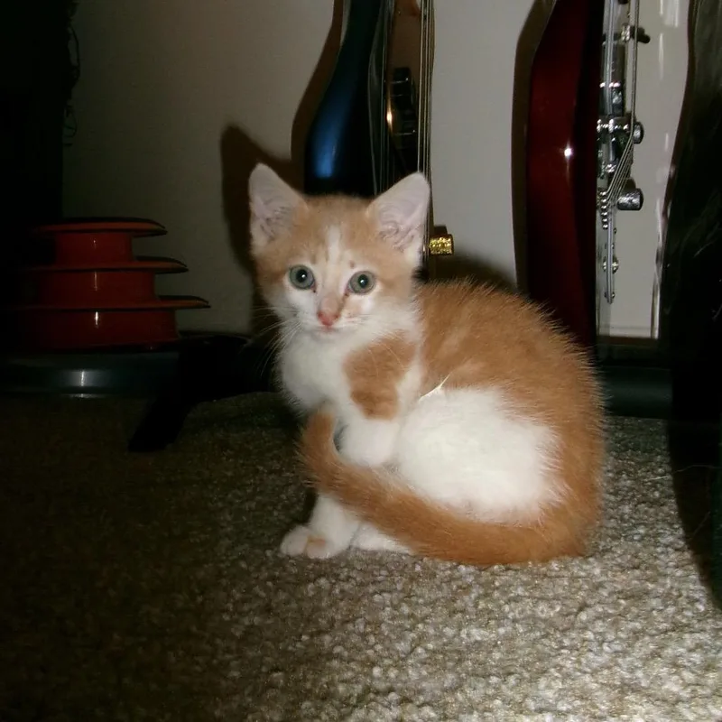 A baby small-sized male Buff / Tan / Fawn Domestic Short Hair cat named Teemo for adoption in Lakeland, FL