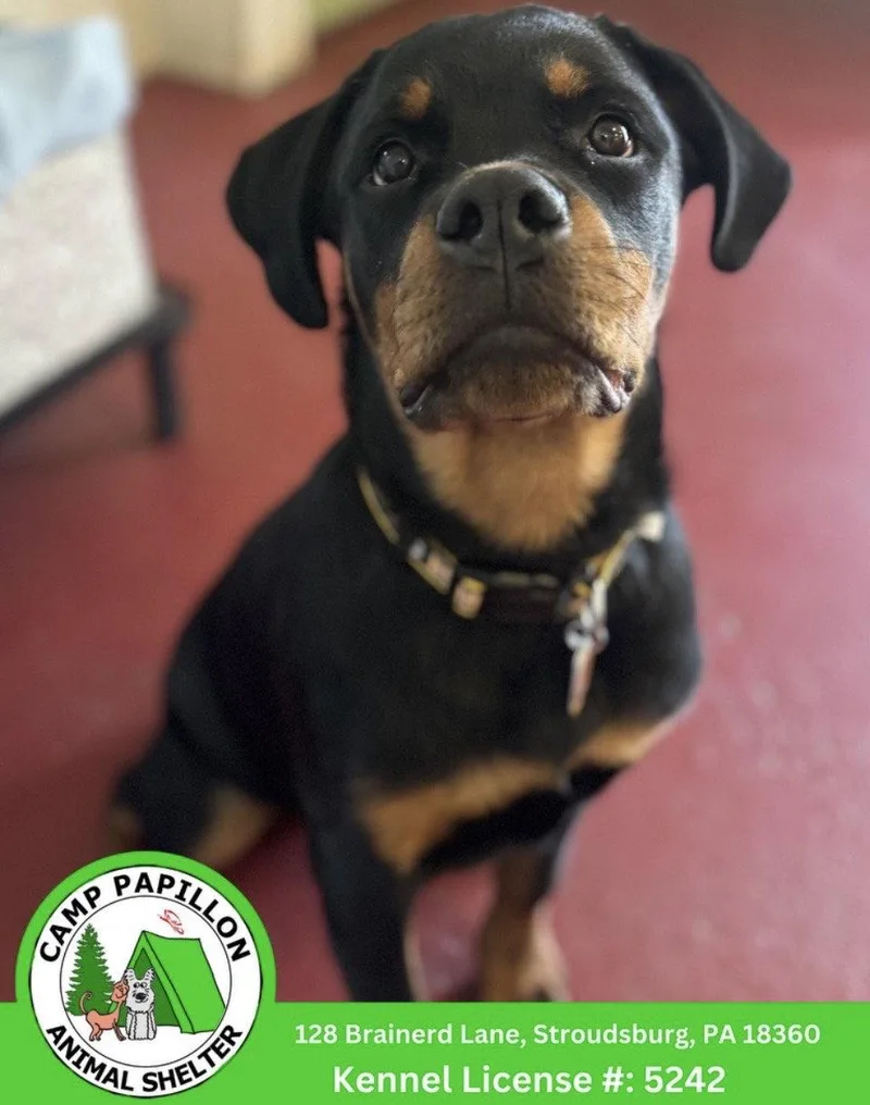 A young medium-sized male Rottweiler dog named Koda for adoption in Stroudsburg, PA