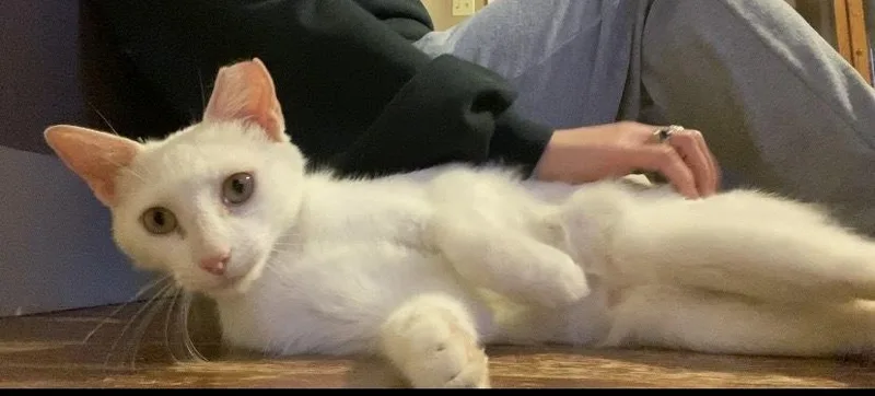 A young medium-sized female White Domestic Short Hair cat named Astrea for adoption in Scott, LA