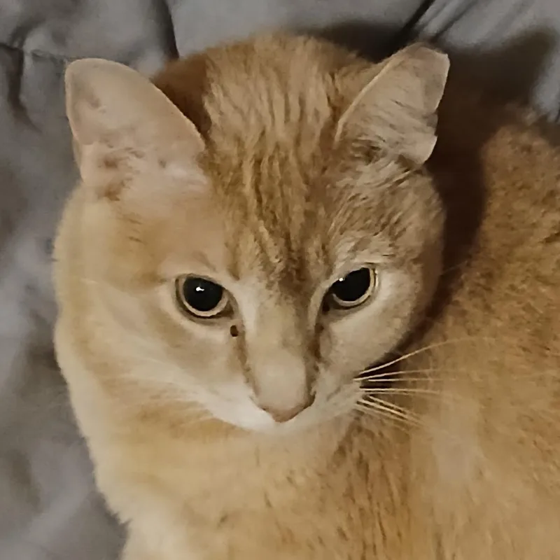 An adult small-sized female Buff / Tan / Fawn Domestic Short Hair cat named Peaches for adoption in Lynchburg, VA