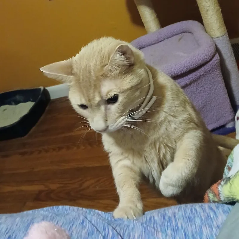 Peaches thumbnail 2