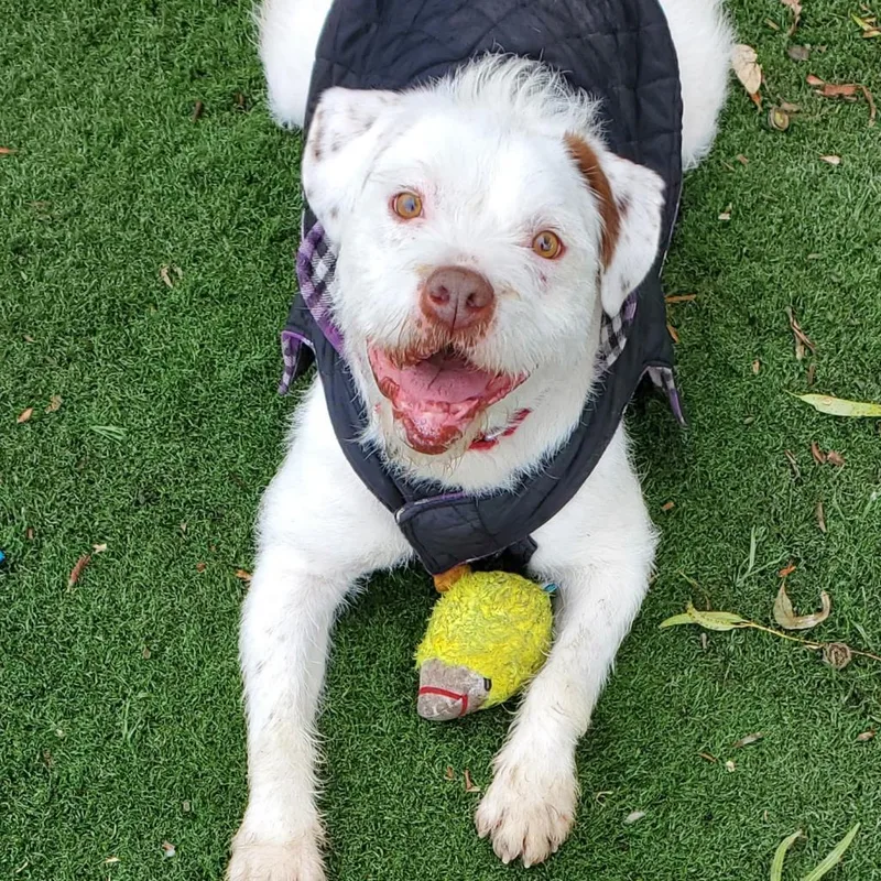 Kirby David thumbnail 3