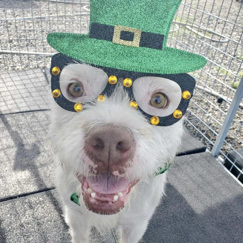 Kirby David thumbnail 4