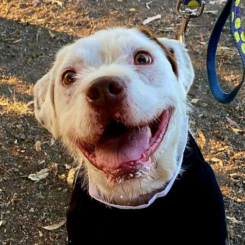 Kirby David thumbnail 5