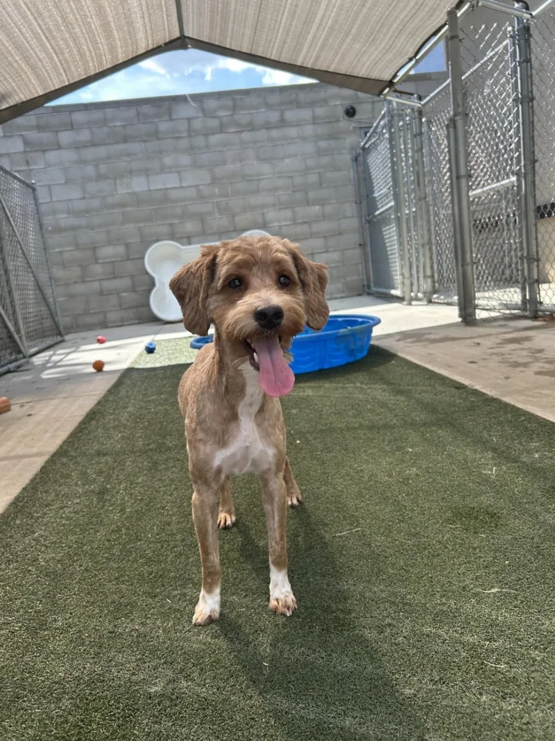 An adult small-sized male Red / Chestnut / Orange Poodle dog named Albert the Irish Doodle for adoption in Lewis Center, OH