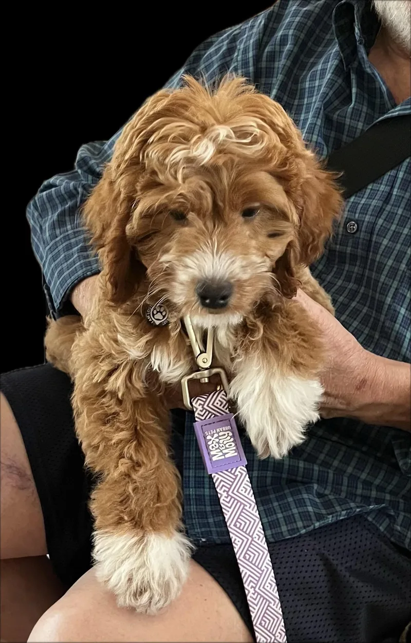 Albert the Irish Doodle thumbnail 2