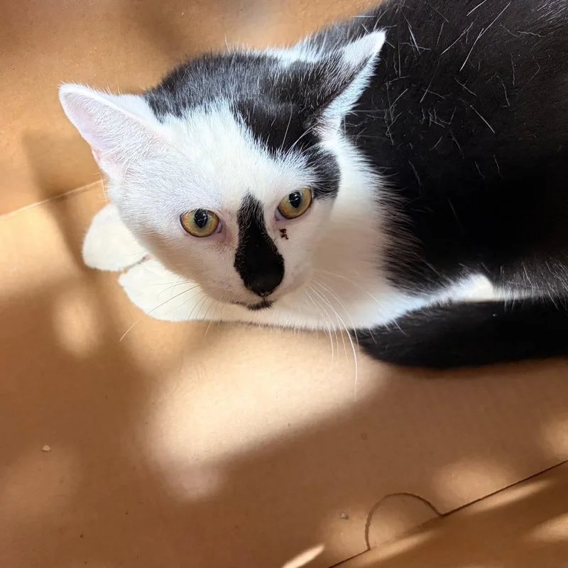 A young medium-sized female White Domestic Short Hair cat named Diamond for adoption in Tampa, FL
