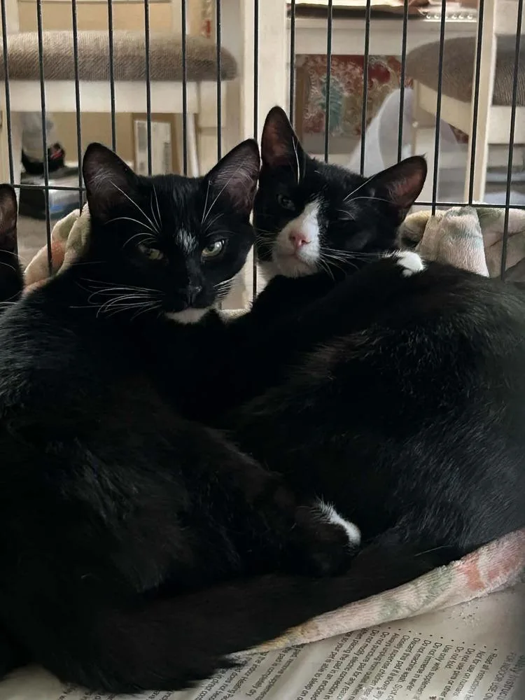 A baby medium-sized male Domestic Short Hair cat named Fruit Bat for adoption in tucson, AZ
