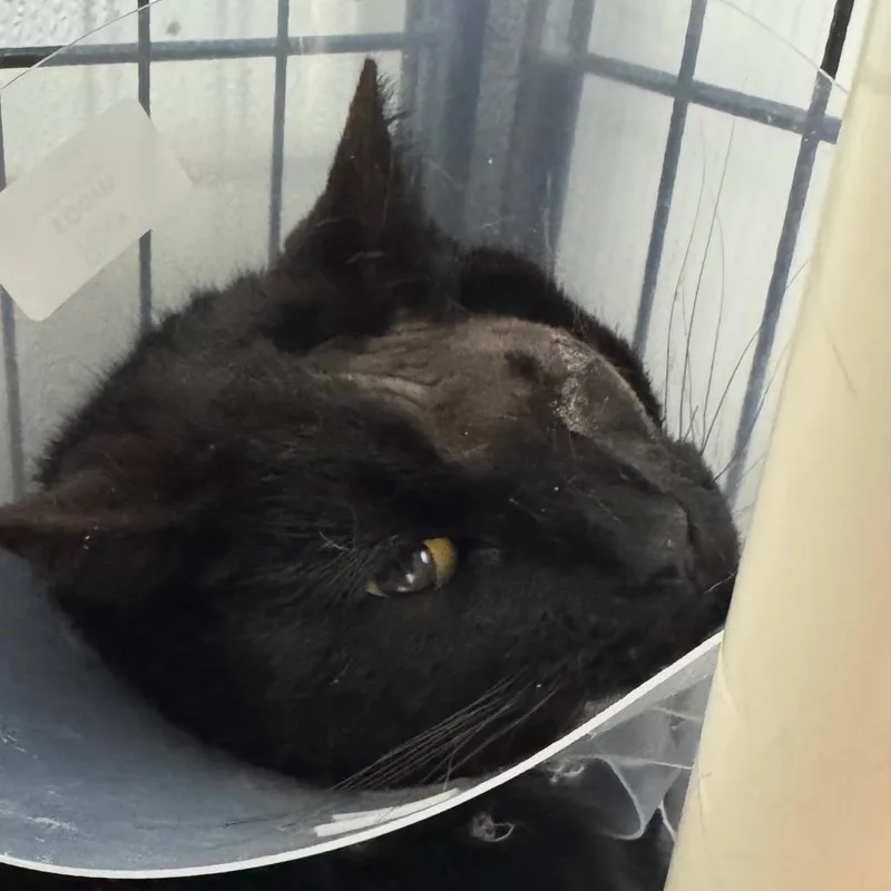 An adult large-sized male Black Domestic Short Hair cat named Baby Bear for adoption in Pasadena , MD