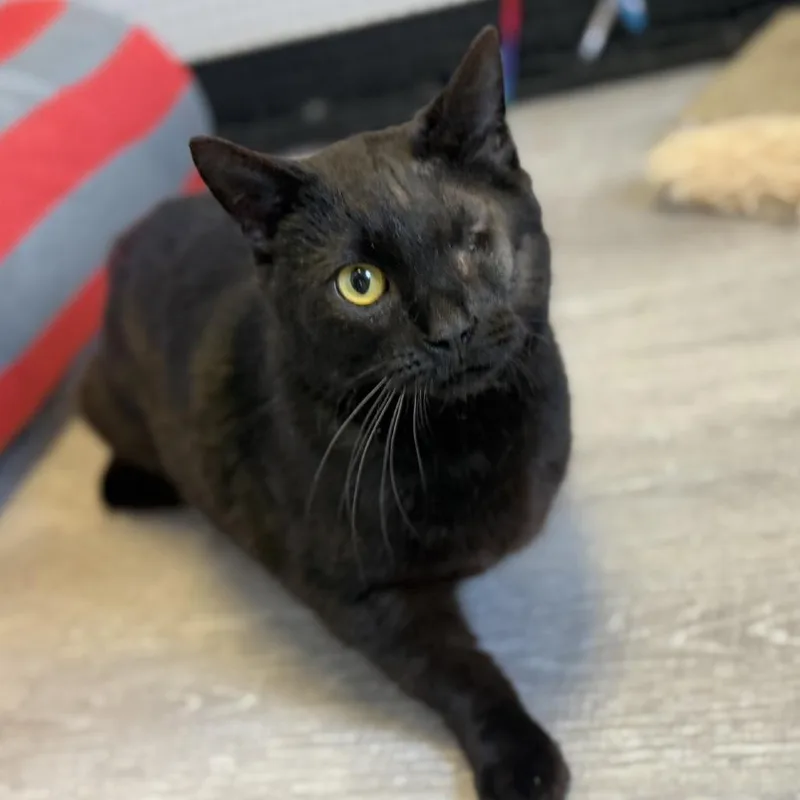 Baby Bear thumbnail 2