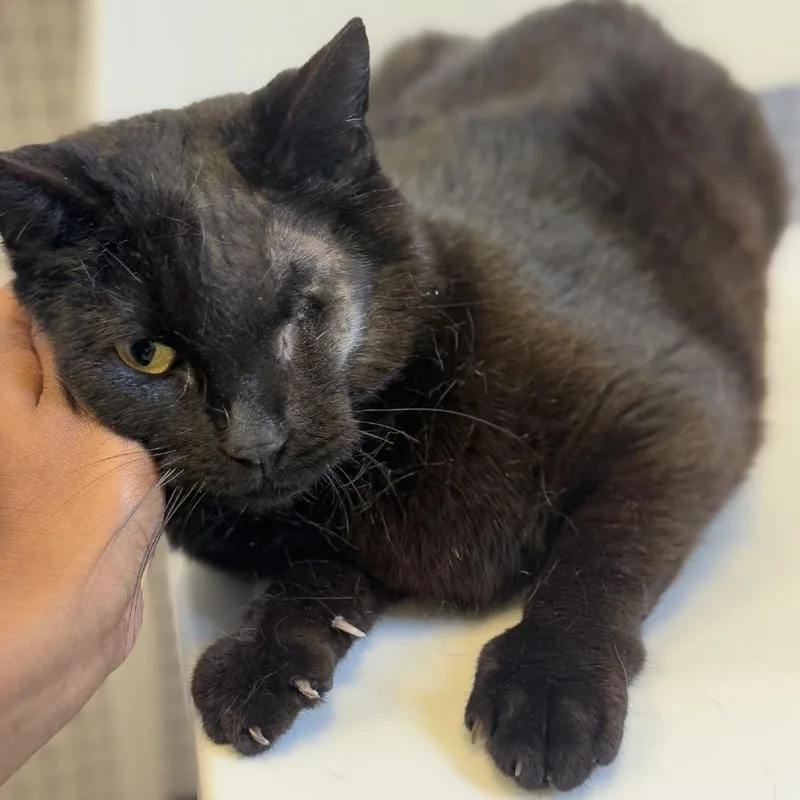 Baby Bear thumbnail 3