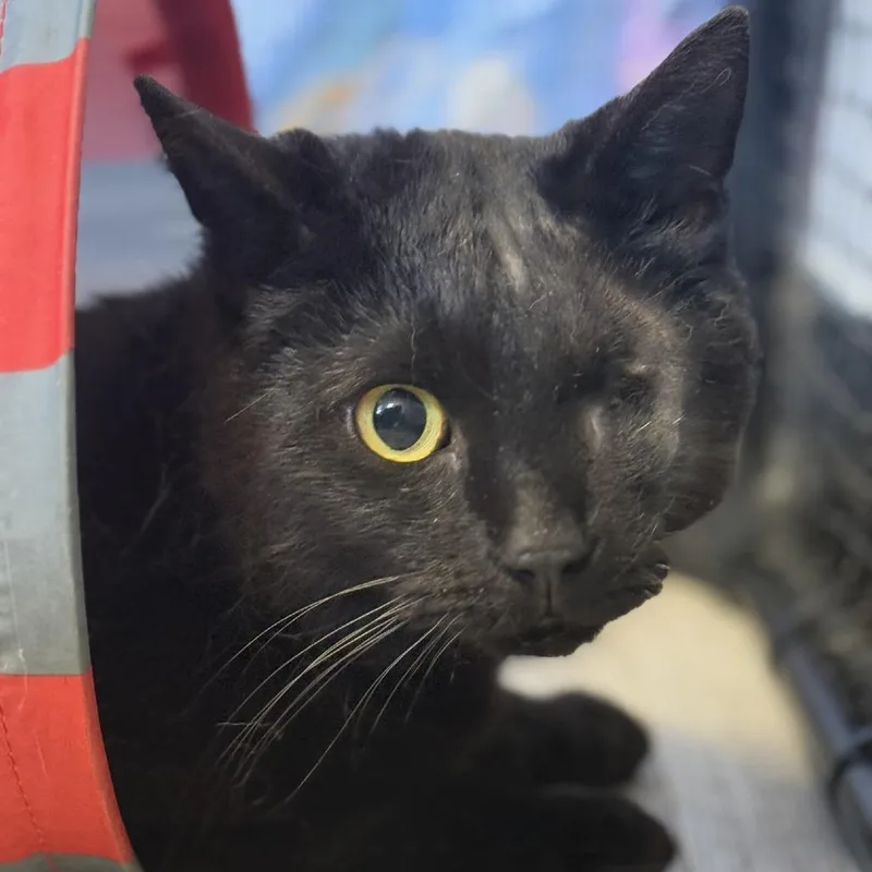 Baby Bear thumbnail 4