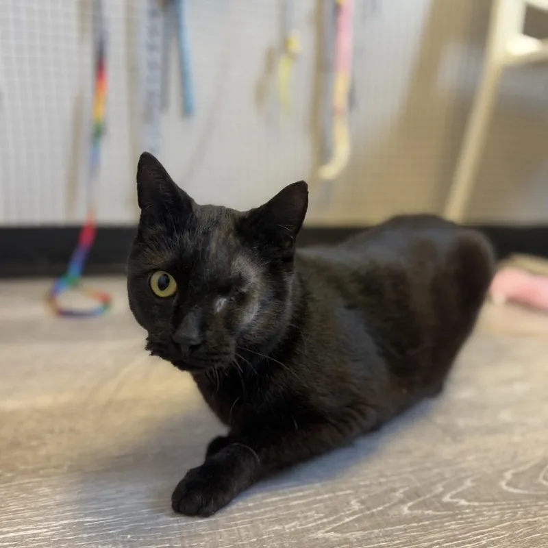 Baby Bear thumbnail 5