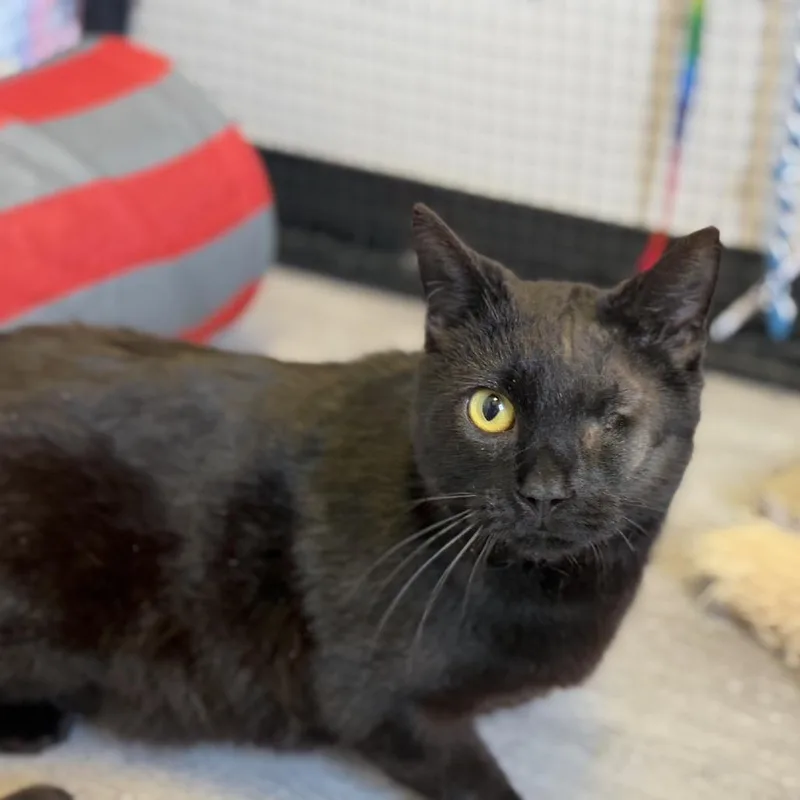 Baby Bear thumbnail 6