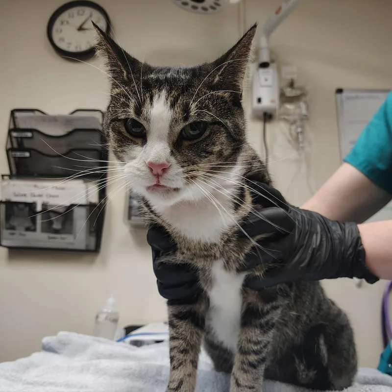 An adult large-sized female Brown / Chocolate Domestic Short Hair cat named Zoey for adoption in Lakeland, FL