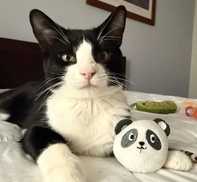 A young medium-sized male Domestic Short Hair cat named Pudding for adoption in Aurora, CO