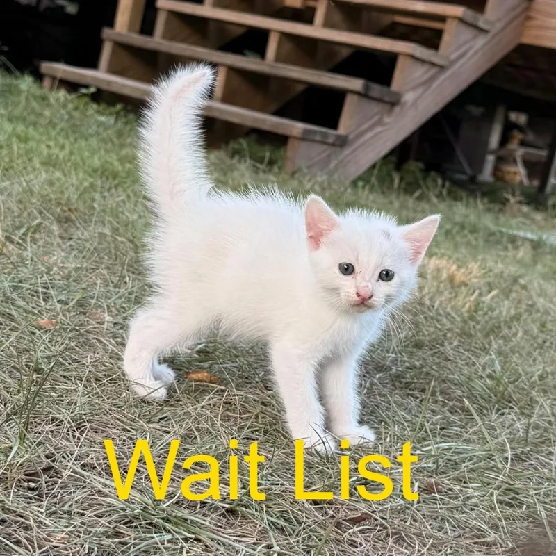 A baby small-sized female White Domestic Short Hair cat named Susan for adoption in Livingston, TX