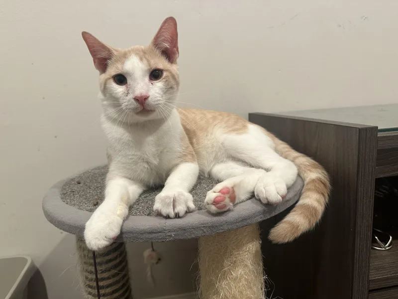 A baby medium-sized male Orange & White Domestic Short Hair cat named Peter for adoption in Pleasantville, NJ