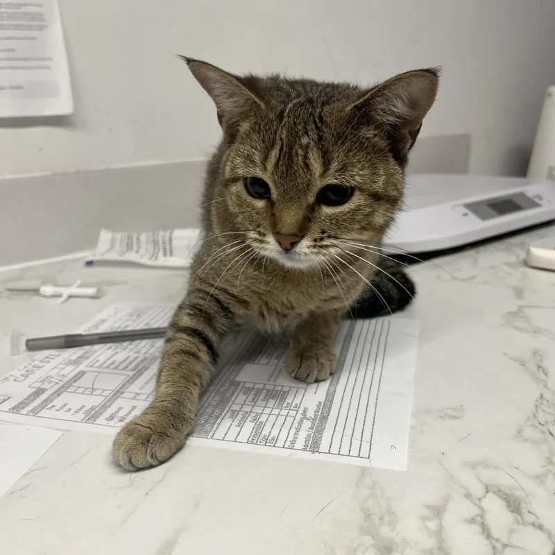 A young medium-sized female Domestic Short Hair cat named Felix Felicis for adoption in St. Louis, MO