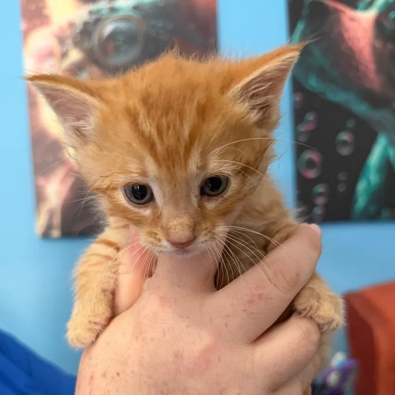 A baby small-sized male Orange / Red Domestic Short Hair cat named Meatballs for adoption in Marion, VA