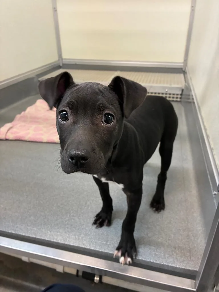 A baby medium-sized female Labrador Retriever dog named Nilla for adoption in Bryant, AR