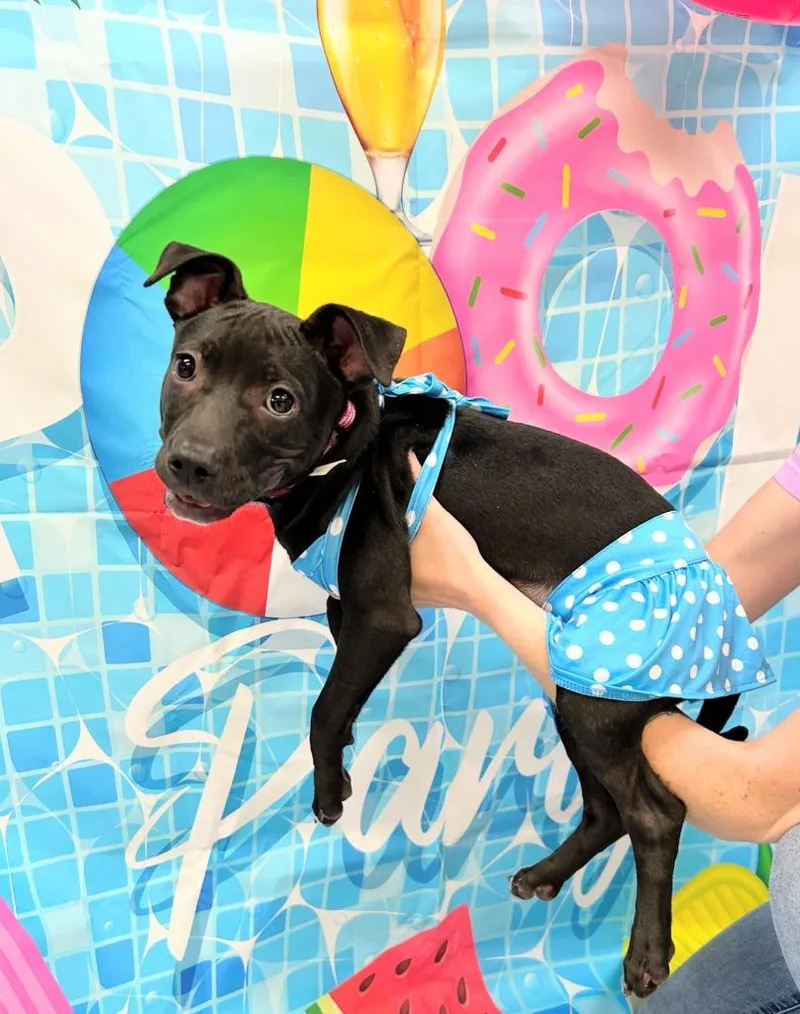 Nilla thumbnail 2