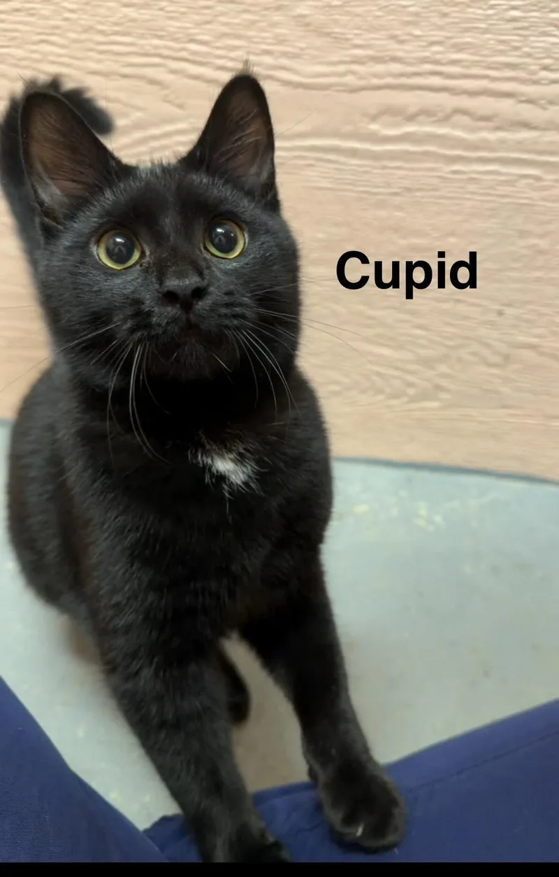 A young medium-sized female Black Domestic Short Hair cat named Cupid for adoption in Muncie, IN