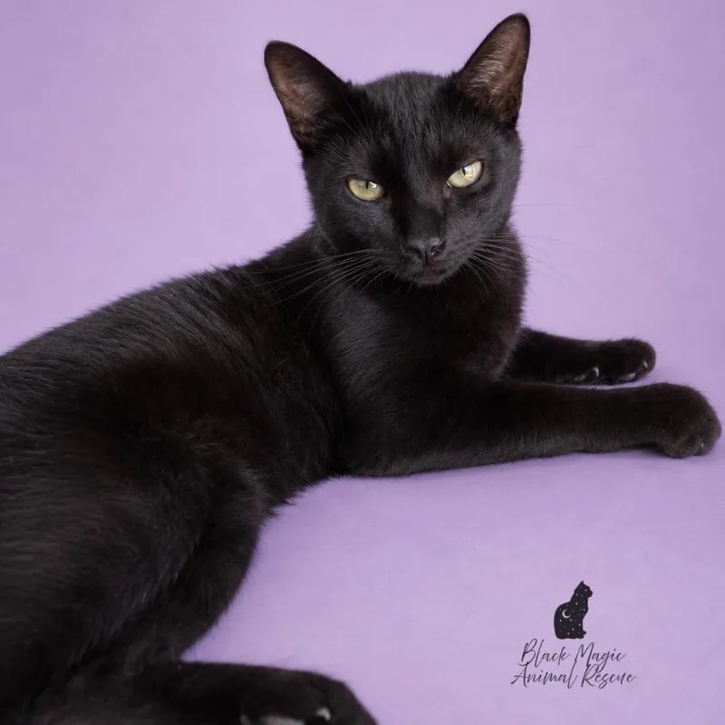 A young small-sized male Black Domestic Short Hair cat named Licorice for adoption in Casa Grande, AZ