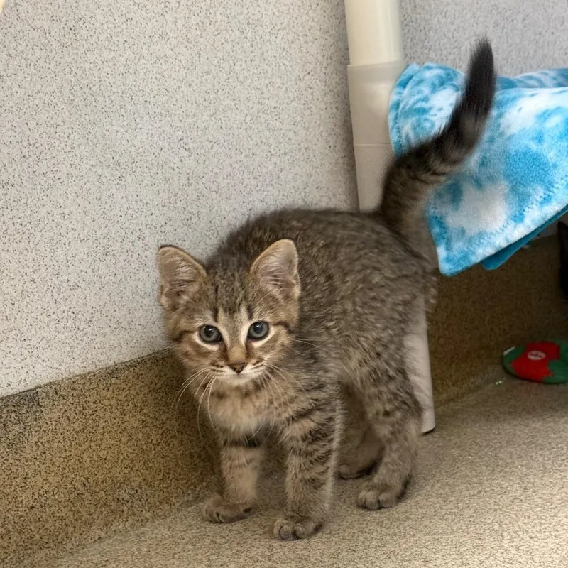 A baby small-sized male Brown / Chocolate Domestic Short Hair cat named Dazzle for adoption in Naperville, IL
