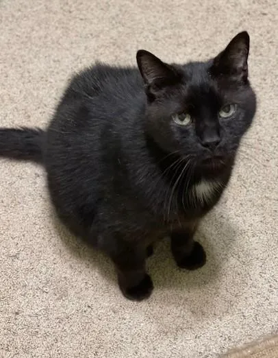 A senior large-sized male Black Domestic Short Hair cat named Anthony for adoption in Panora, IA