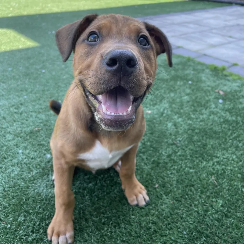 A baby small-sized male Yellow / Tan / Blond / Fawn Hound dog named Pudge for adoption in Brockton, MA