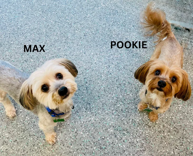 Pookie & Max Bonded thumbnail 2