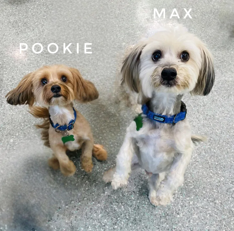 Pookie & Max Bonded thumbnail 4
