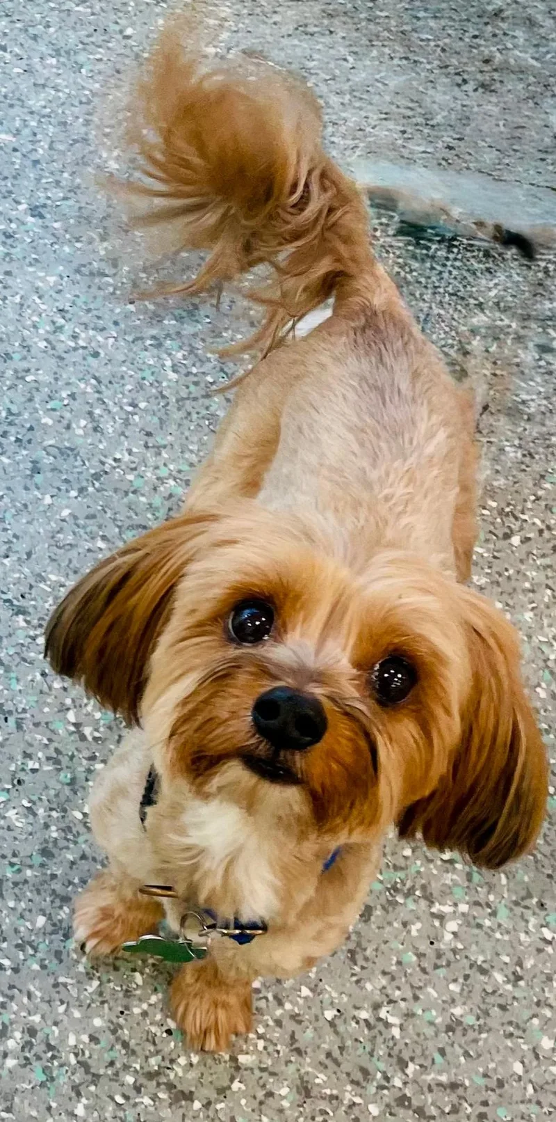 A senior small-sized male Red / Chestnut / Orange Maltese dog named Pookie & Max Bonded for adoption in Mission Viejo, CA