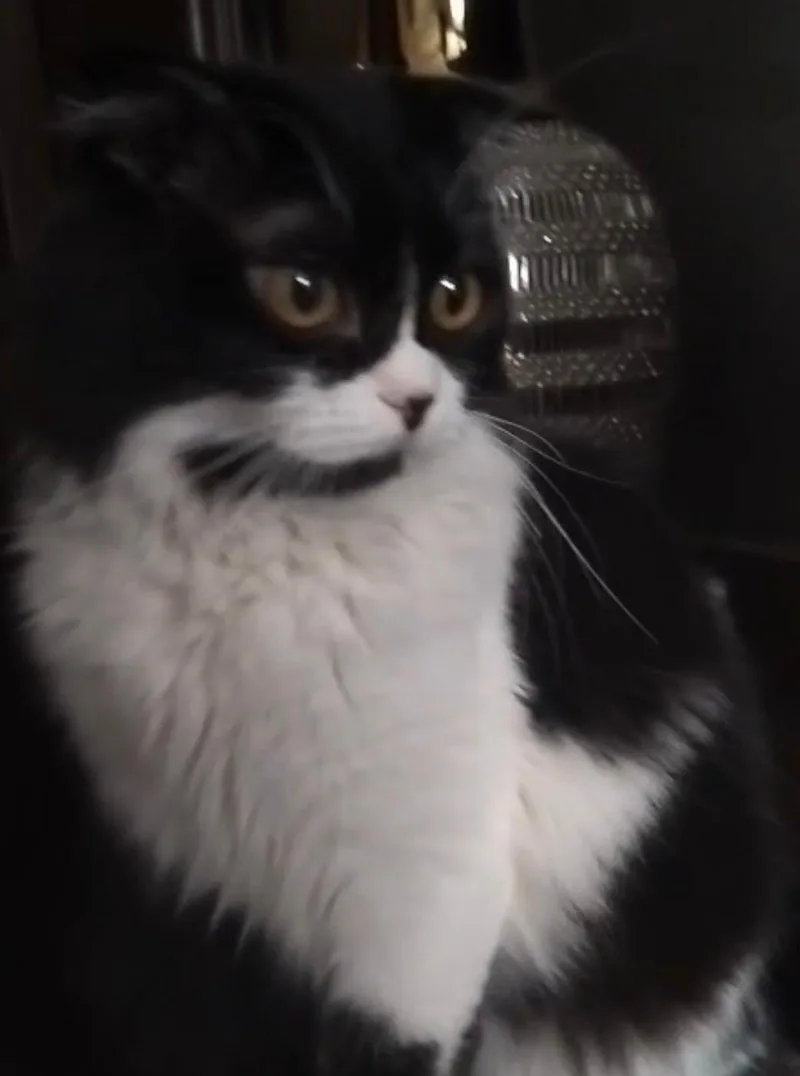 A young medium-sized female Scottish Fold cat named Stitch for adoption in Snow Hill, MD